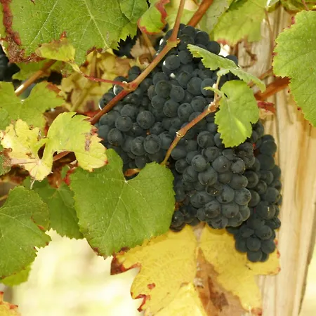 מלון Logis L'adourable 3*